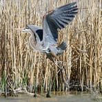 GreatBlueHeronTS7