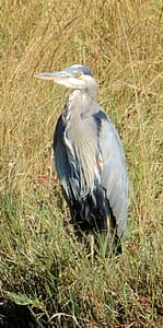heron2