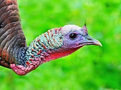 wildturkey
