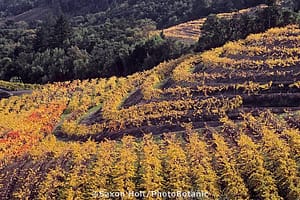 napa_fall_color