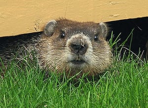 groundhog
