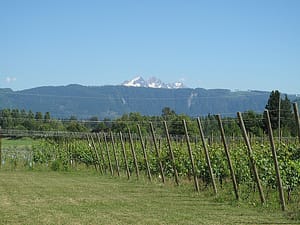 mt baker vineyards