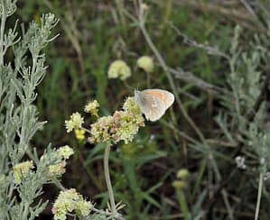 lb_butterfly